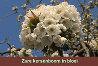 Mooie bloesem van de Prunus cerasus, de zure kers
