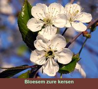 Bloemen van zure kersenbomen zijn wit, hebben 5 bloembladen, en aangenaam om naar te kijken