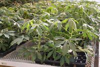 640px-Cassava_in_the_greenhouse