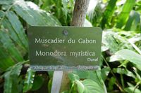 640px-Monodora_myristica-Jardin_des_Plantes_de_Paris_(1)