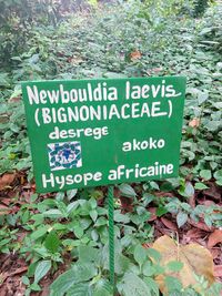 Plaque_indiquant_l&#039;Hysope_africaine_au_Jardin_des_Plantes_et_de_la_Nature