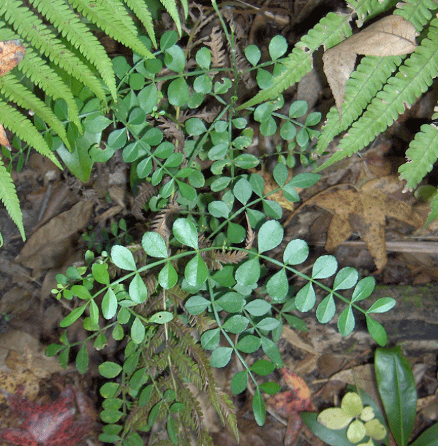 Zanthoxylum americanum