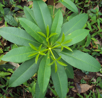 Alstonia angustifolia