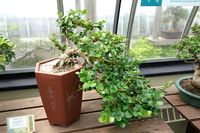 640px-Carissa_macrocarpa_(Carissa_grandiflora)_bonsai_-_Krohn_Conservatory_-_DSC03584