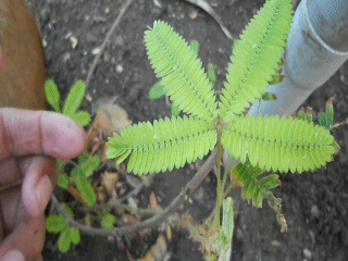 Mimosa pudica Mimosa pudica