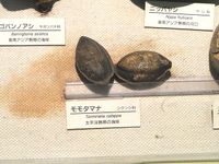 Terminalia_catappa_-_Osaka_Museum_of_Natural_History_-_DSC07826
