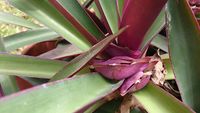 Moses_in_the_cradle_(Tradescantia_spathacea)_3