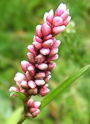 Persicaria maculosa Persicaria maculosa